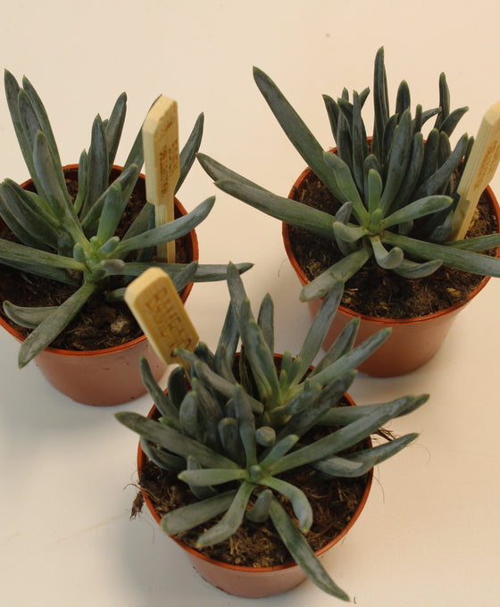 Curio repens Image 2