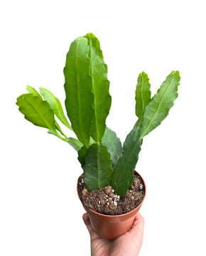 Epiphyllum cv. Fruhlingsgold