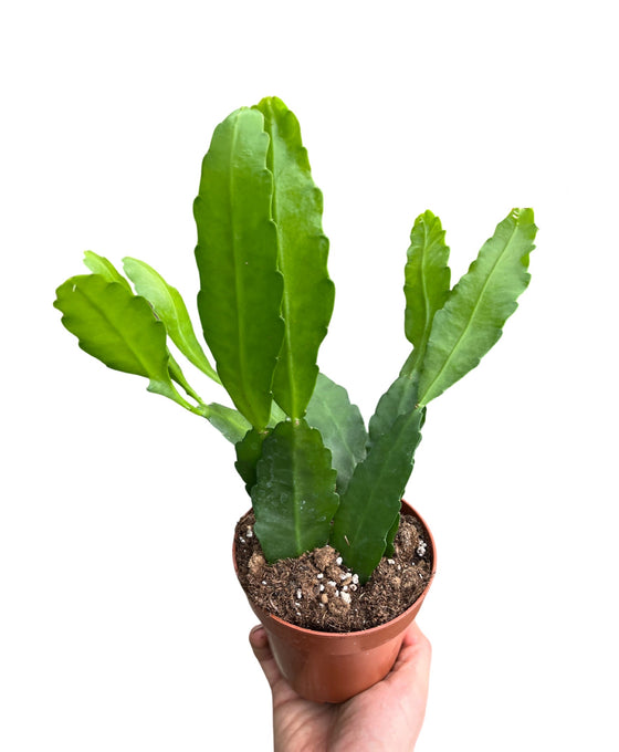 Epiphyllum cv. Fruhlingsgold Image 1