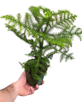 Araucaria heterophylla - Norfolk Island Pine