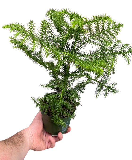 Araucaria heterophylla - Norfolk Island Pine Image 1
