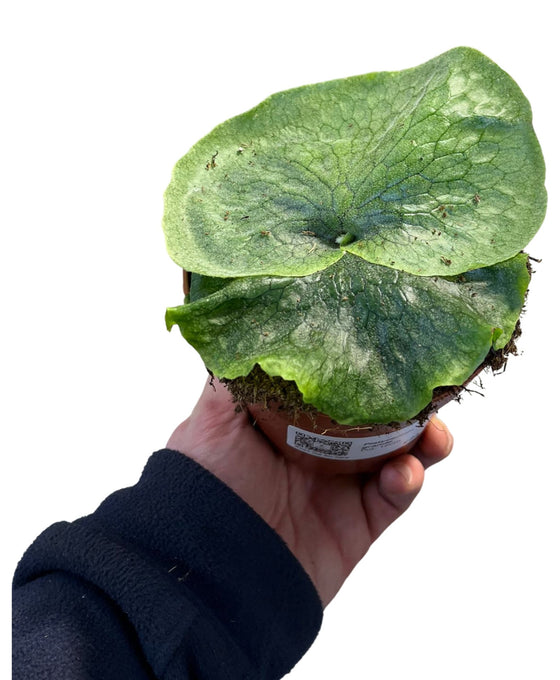 Platycerium grande Image 2