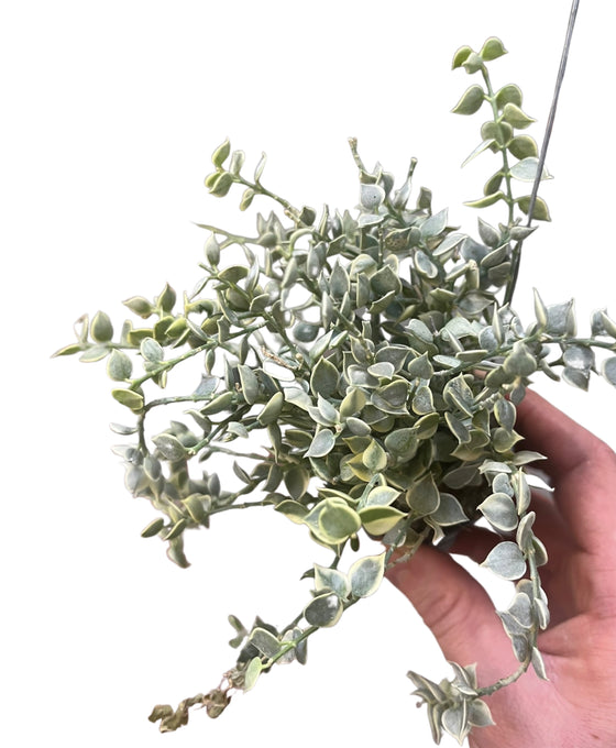 Dischidia ruscifolia (Variegated) Image 1