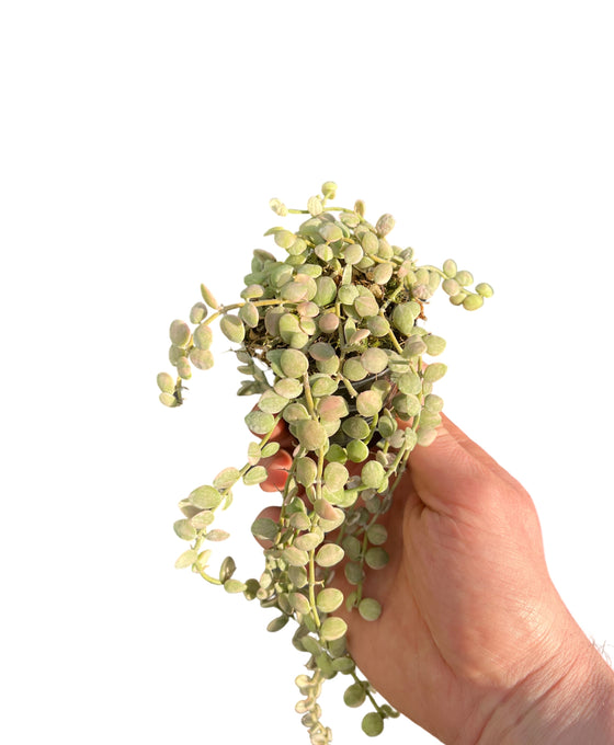 Dischidia nummularia 'Variegata' (Button) Image 1