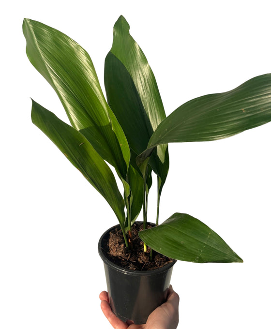Aspidistra elatior Image 2