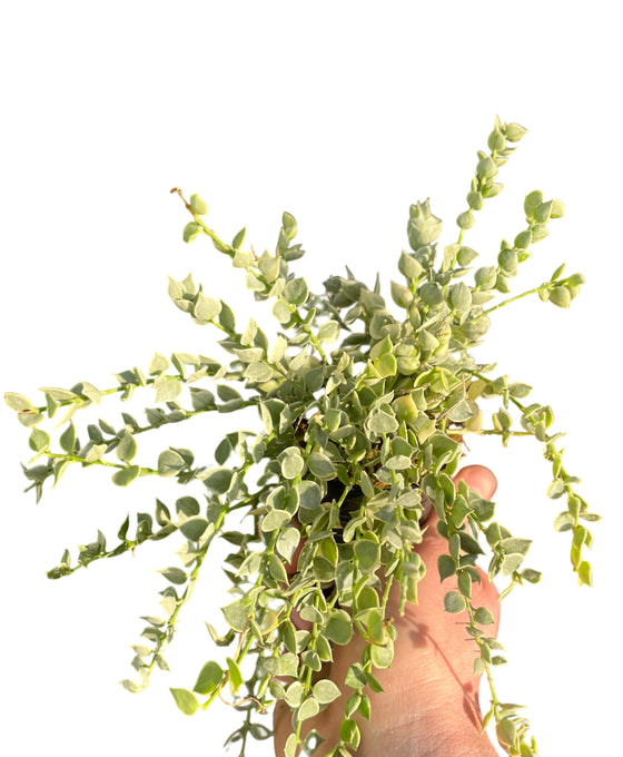Dischidia ruscifolia (Variegated) Image 2