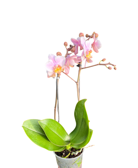 Phalaenopsis Image 3