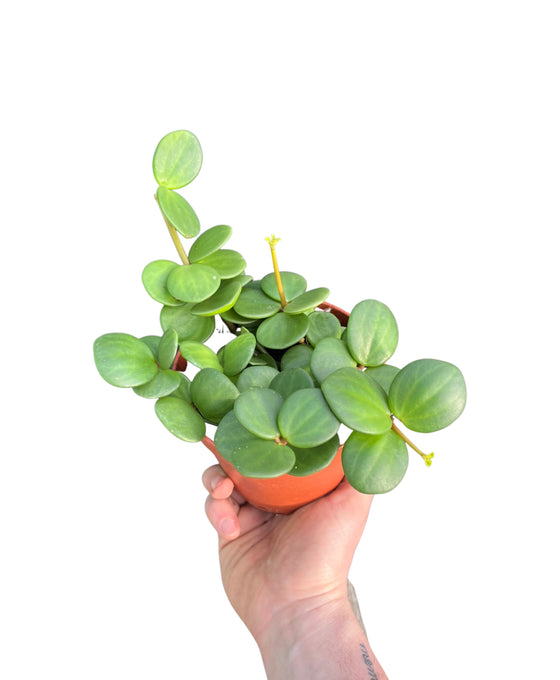 Peperomia 'Hope' Image 1