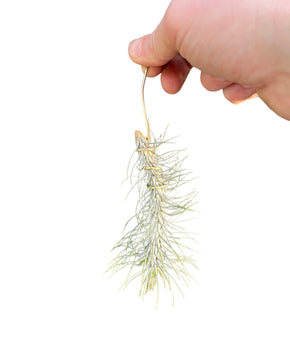 Tillandsia andreana