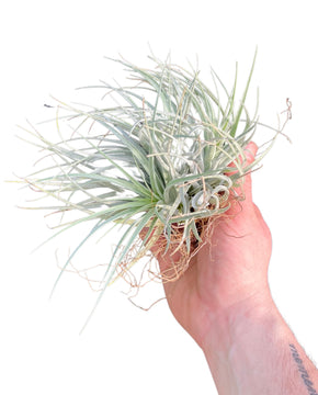 Tillandsia 'Cotton Candy'