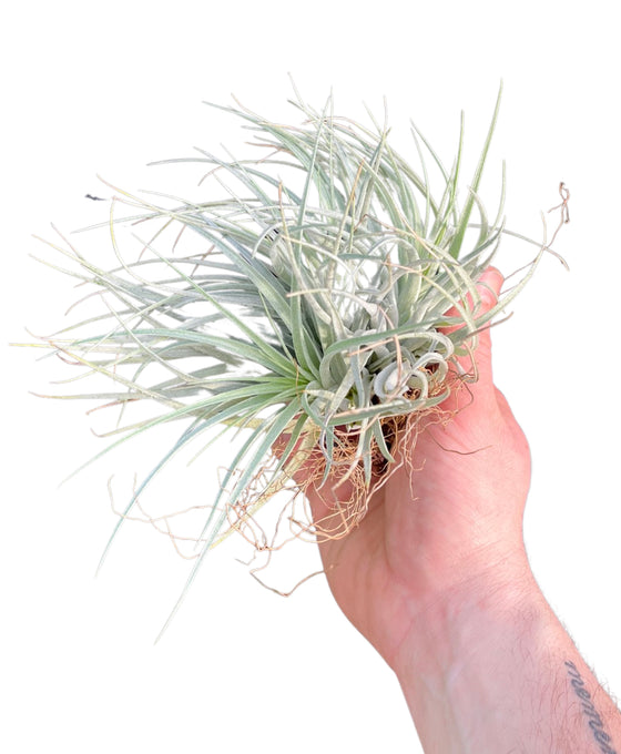 Tillandsia 'Cotton Candy' Image 1