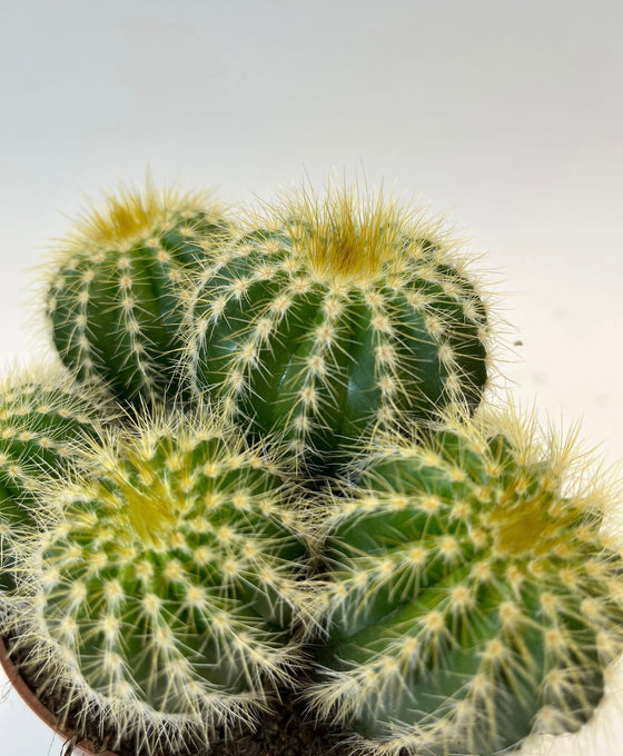 Parodia warasii Image 2