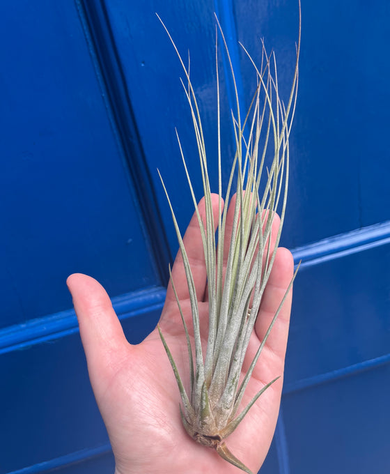Tillandsia juncea Image 4