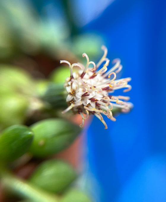 Curio rowleyanus - String of Pearls Image 4