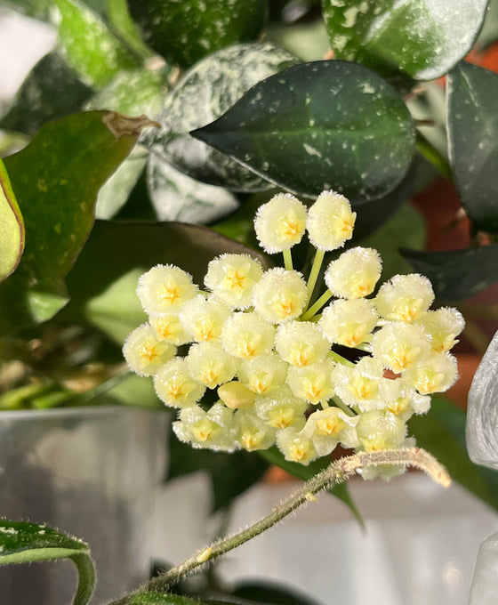 Hoya krohniana 'Eskimo' Image 5