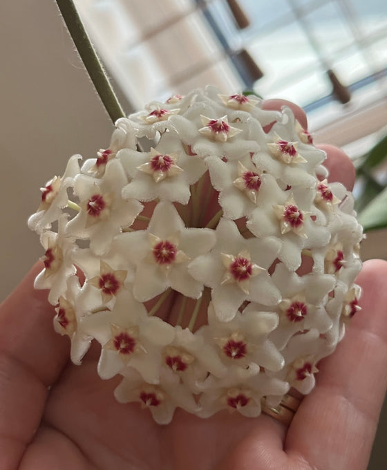 Hoya fungii hybrid Image 5