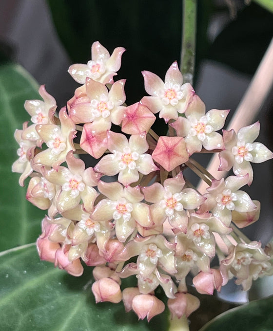 Hoya latifolia 'Variegata' (previously macrophylla) Image 2