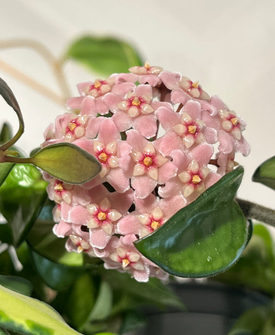 Hoya carnosa 'Compacta' Image 5