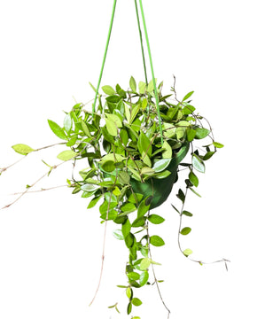 Hoya puber (Syn. Hoya picta)