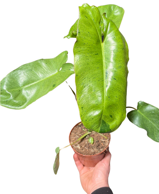 Philodendron 'Paraiso Verde' Image 2