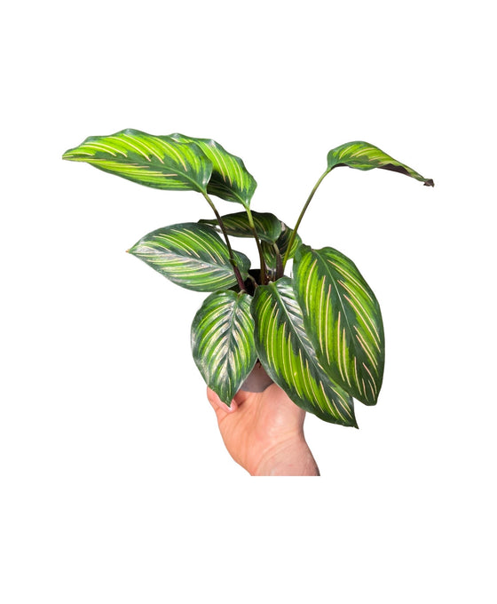 Calathea 'Beauty Star' Image 1
