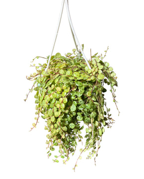 Peperomia prostrata - String of Turtles