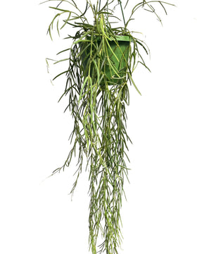 Hoya linearis