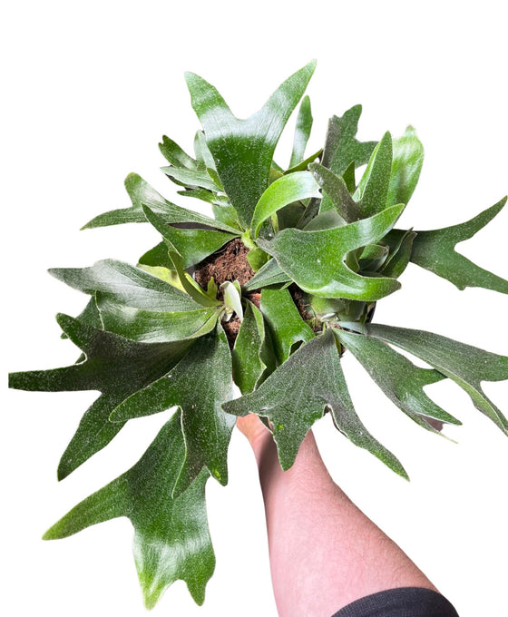 Platycerium bifurcatum - Staghorn fern Image 3