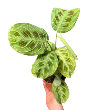Maranta sp. Light Veins