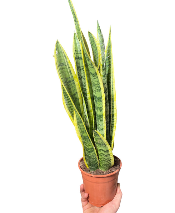 Sansevieria trifasciata 'Laurentii' Image 3