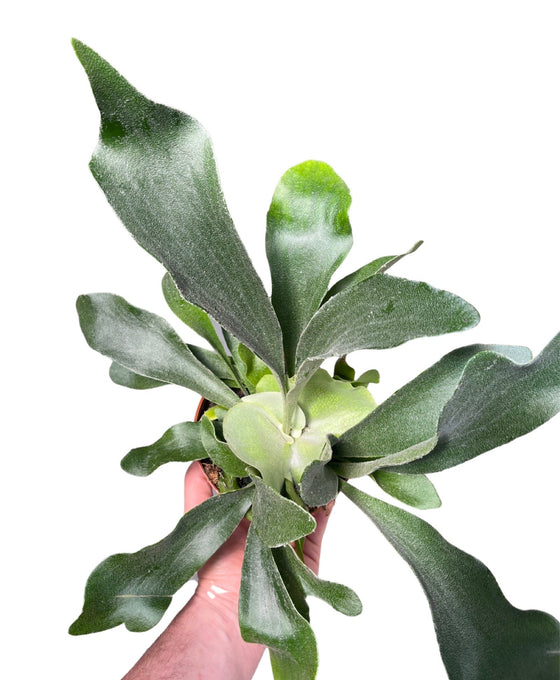 Platycerium bifurcatum - Staghorn fern Image 2