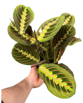 Maranta leuconeura var. Erythroneura