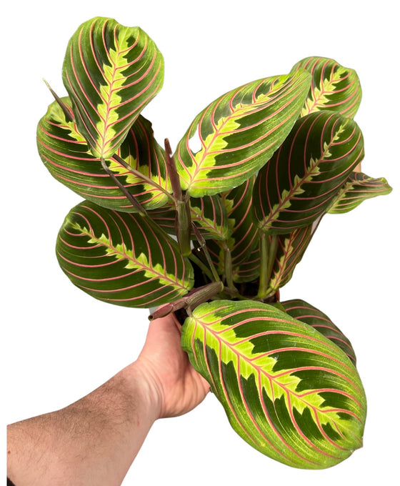 Maranta leuconeura var. Erythroneura Image 1