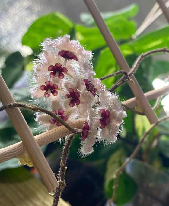 Hoya caudata 'Sumatra' Image 4