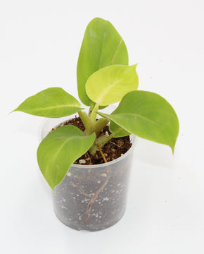 Philodendron 'Moonlight'