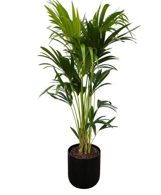 Howea forsteriana - Kentia Palm Image 3