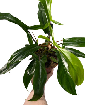 Philodendron 69686
