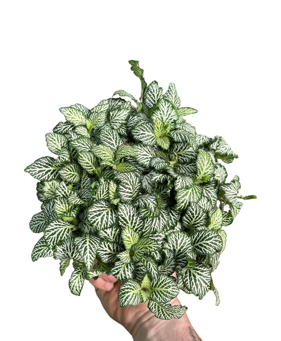 Fittonia albivenis Image 2
