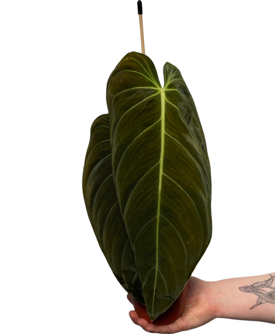 Philodendron melanochrysum Image 5