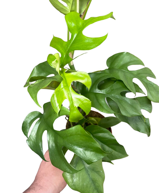 Rhaphidophora tetrasperma Image 2