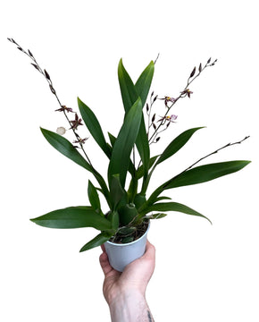 Oncidium 'Titanium Treasure'