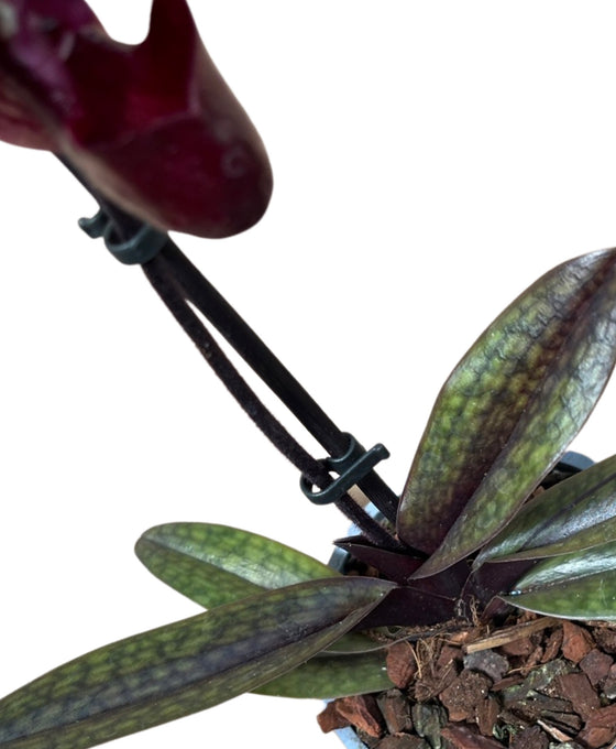 Paphiopedilum maudiae gx 'Black Jack' Image 2