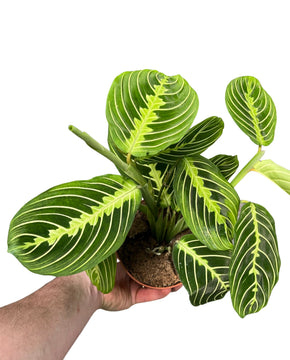 Maranta leuconeura var. erythroneura 'Lemon Lime'