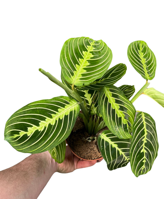 Maranta leuconeura var. erythroneura 'Lemon Lime' Image 1