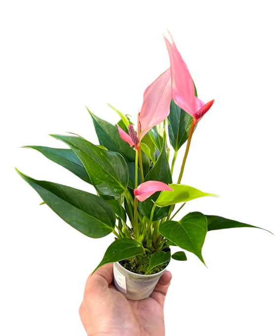 Anthurium andraeanum 'Lilli' Image 4
