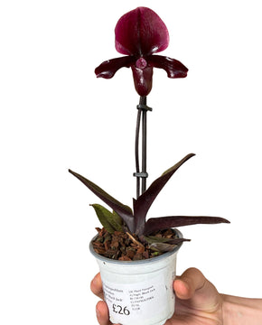 Paphiopedilum maudiae gx 'Black Jack'