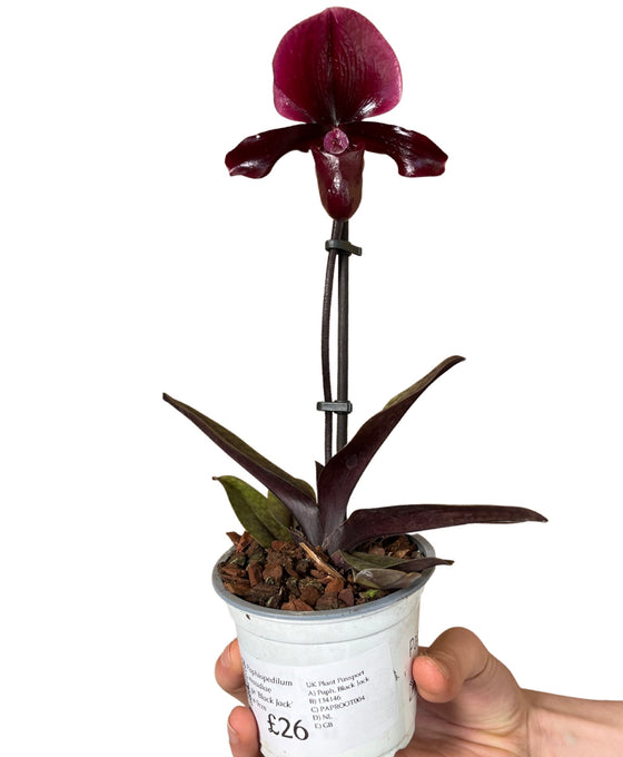 Paphiopedilum maudiae gx 'Black Jack' Image 1