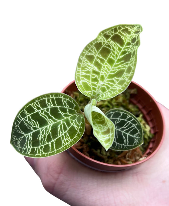 Macodes petola Image 2