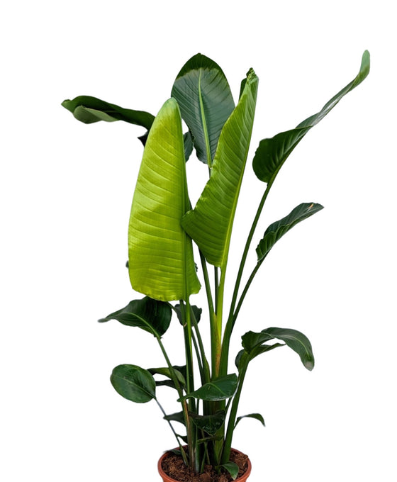 Strelitzia nicolai Image 3