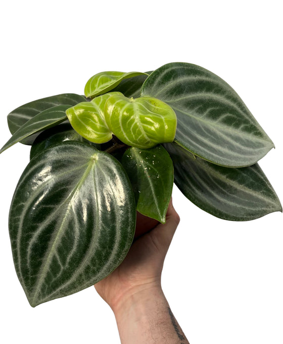 Peperomia pseudovariegata var. sarcophylla Image 1